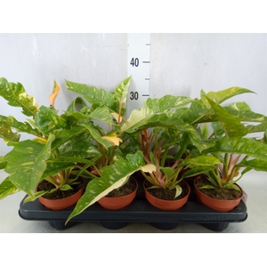 Philodendron  'Ring of Fire'