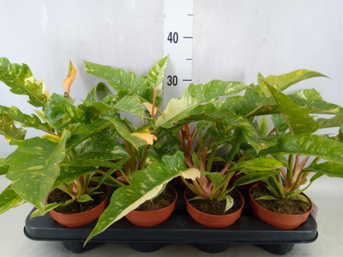 <h4>Philodendron  'Ring of Fire'</h4>