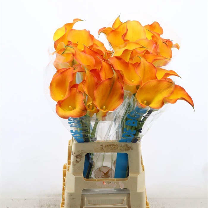 <h4>Calla Capt Serengeti</h4>