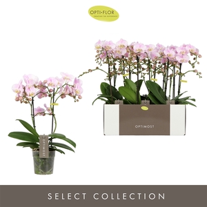 Phalaenopsis Multifloratypes Floriclone Angel Eyes