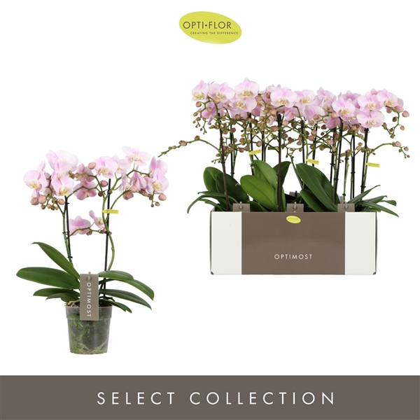 <h4>Phalaenopsis Multifloratypes Floriclone Angel Eyes</h4>