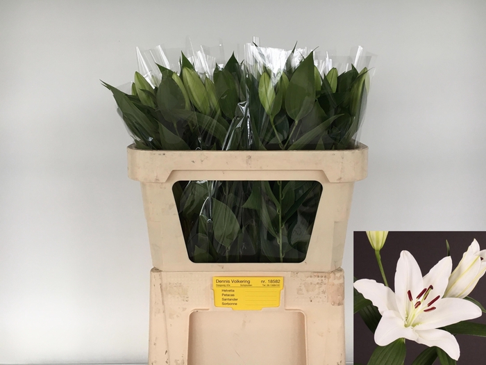 <h4>LI OR SANTANDER</h4>