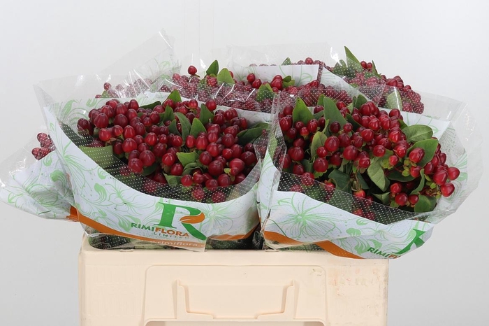 <h4>Hyp Mag Lightning</h4>