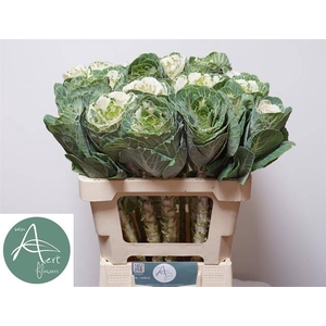 Brassica white crane