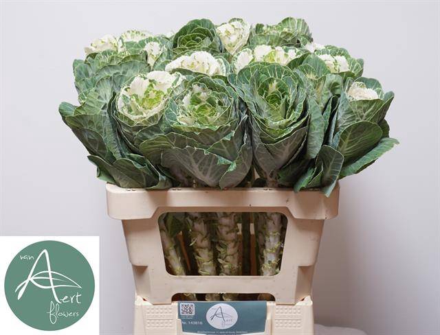 <h4>Brassica white crane</h4>
