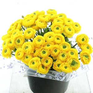 Ran Su Sr Omega Yellow Super