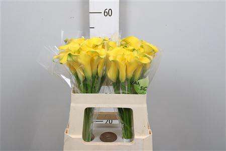 <h4>Zant Monte Carlo</h4>