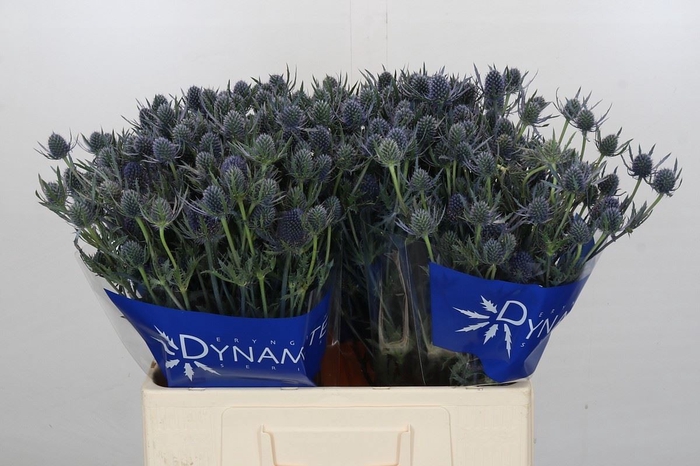 Eryngium Blue Dynamite