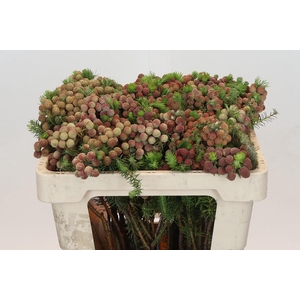 Kaaps Groen Palaecea