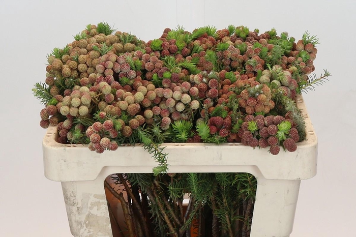 <h4>Kaaps Groen Palaecea</h4>