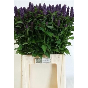 AGASTACHE OV