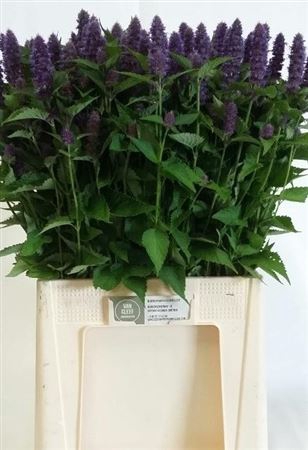 AGASTACHE OV
