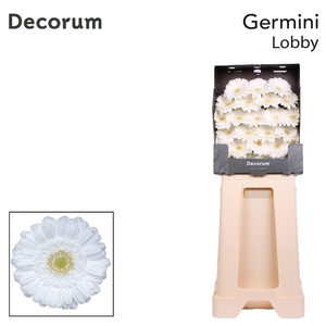 Germini Lobby Diamond