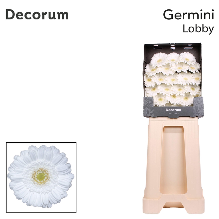 <h4>Germini Lobby Diamond</h4>