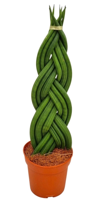 <h4>SANSEV CYLINDRICA OV</h4>