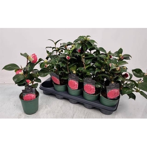 Camellia japonica 12Ø 35cm 10fl