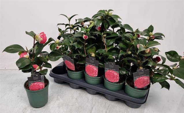 Camellia japonica 12Ø 35cm 10fl