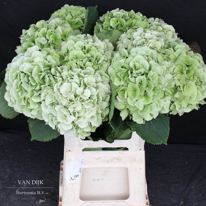 <h4>HYDR M CH VERENA CL</h4>