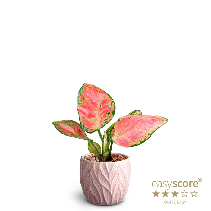 <h4>AGLAONEMA COMMUTATUM P7 LEAF</h4>
