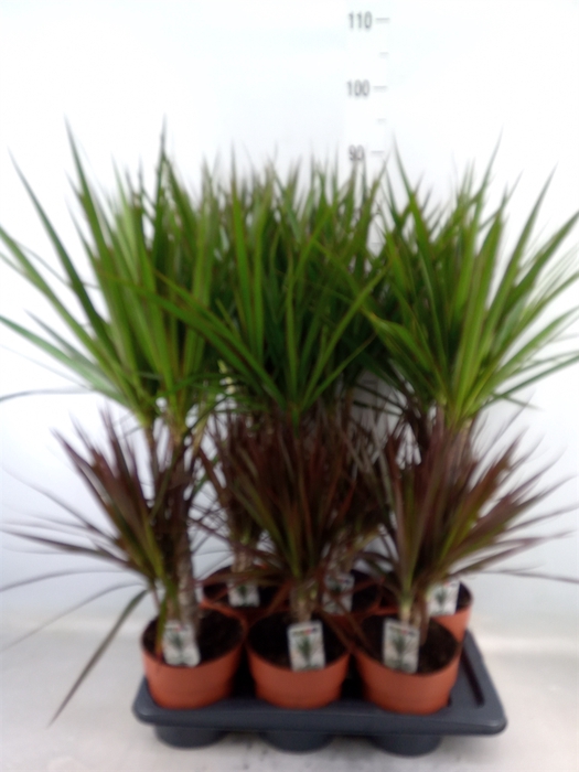 <h4>Dracaena marg.   ..mix 2</h4>