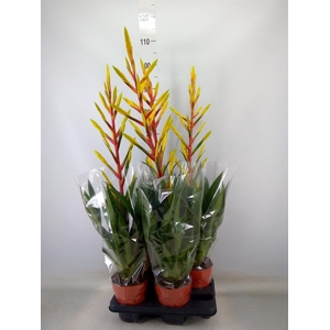 Tillandsia  'Luminosa'