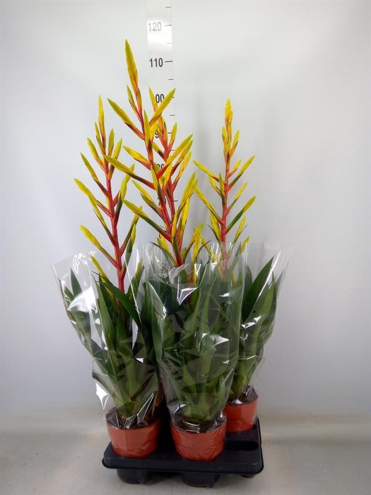 <h4>Tillandsia 'Luminosa'</h4>