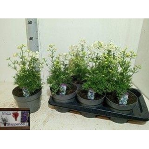 DELP GRANDIFLORUM