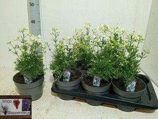 <h4>DELP GRANDIFLORUM</h4>