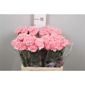 Di St Pink Montezuma