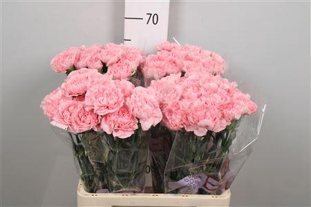 <h4>Di St Pink Montezuma</h4>