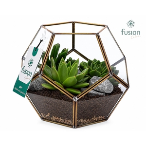 Geometrisch planter Medium met succulenten arrangement