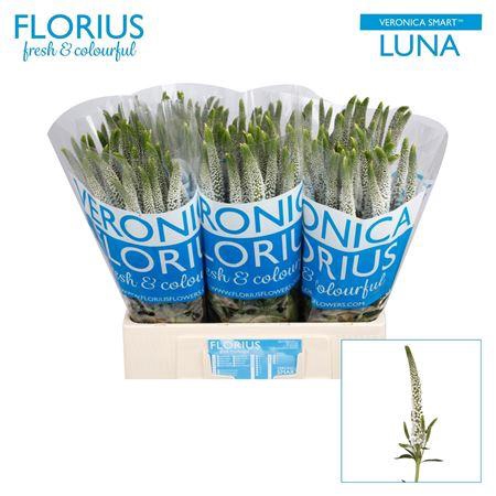 <h4>Veron Smart Luna</h4>