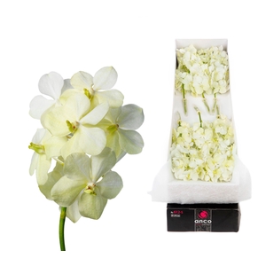 Vanda 12 tak Tayanee White