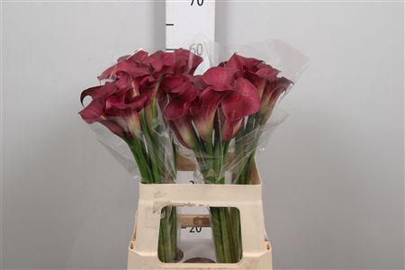 <h4>Zant Bordeaux</h4>