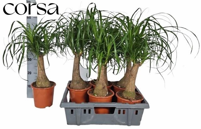 <h4>BEAUCARNEA RECUR</h4>