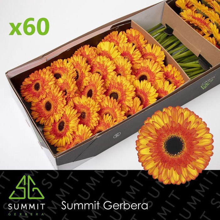 <h4>GE GR SPOTLIGHT</h4>