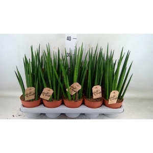 Sansevieria bacularis