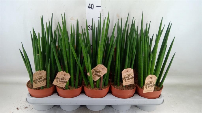 <h4>Sansevieria bacularis</h4>