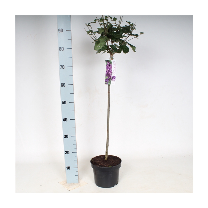 <h4>Syringa Bloomerang Dark Purple 80cm stam</h4>