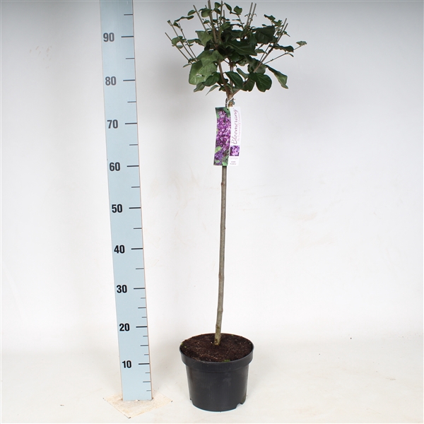 Syringa Bloomerang Dark Purple 80cm stam