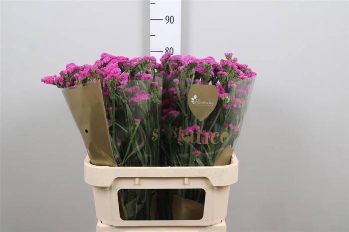 <h4>Lim S Heart Wings</h4>