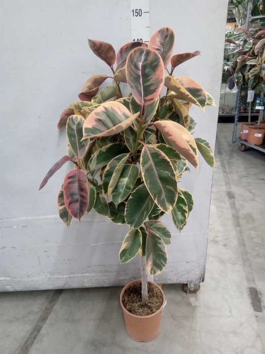 <h4>Ficus   ...</h4>