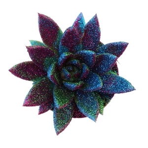 Echeveria  'Miranda'