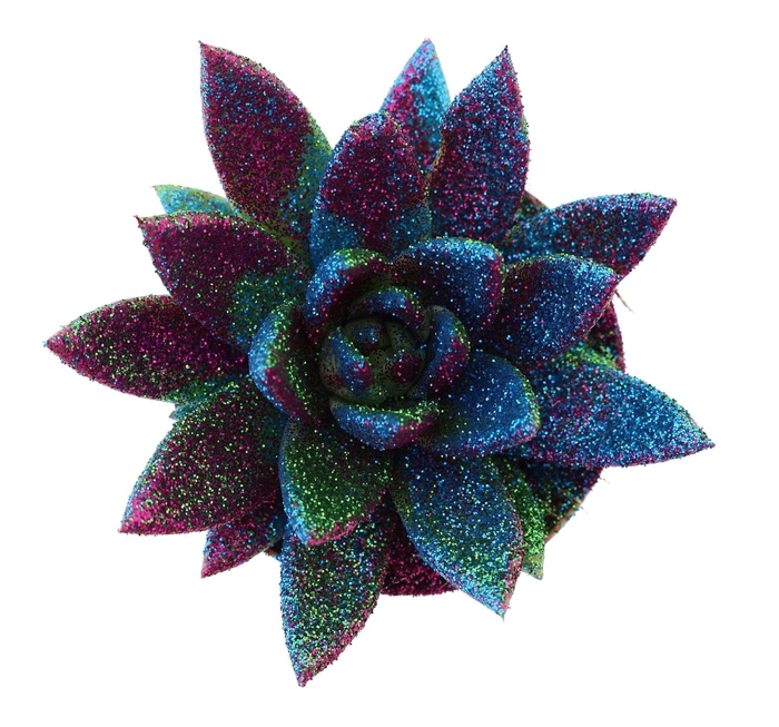 <h4>Echeveria  'Miranda'</h4>