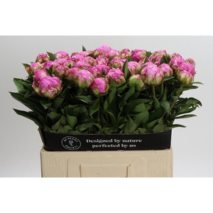 Paeonia Dr Alexander Fleming