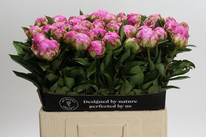 <h4>Paeonia Dr Alexander Fleming</h4>