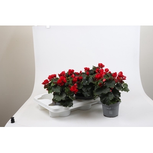 BETULIA BEGONIA p12.5
