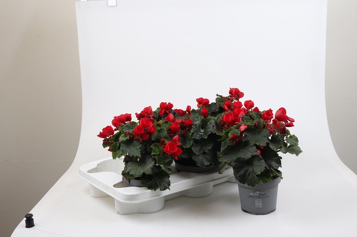 <h4>BETULIA BEGONIA p12.5</h4>