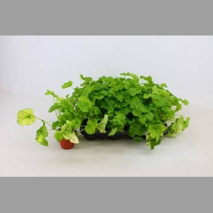 TOLMIEA M VARIEGATA