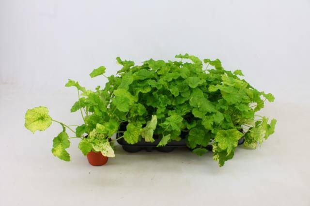 <h4>TOLMIEA M VARIEGATA</h4>